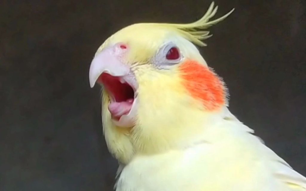 How-to-Calm-an-Overly-Noisy-Parrot