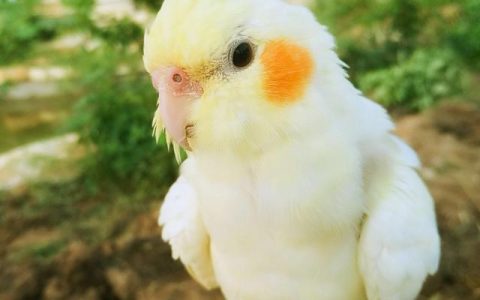 How Much Does a Cockatoo Cost in the United States?