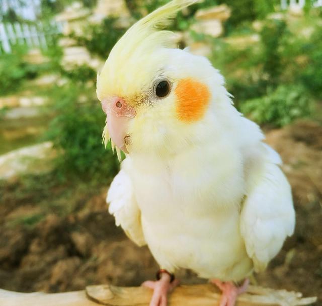 Cockatoo