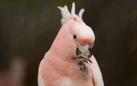 Cockatoo Body Language: The Complete Guide