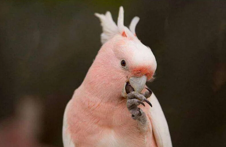 Cockatoo Body Language: The Complete Guide