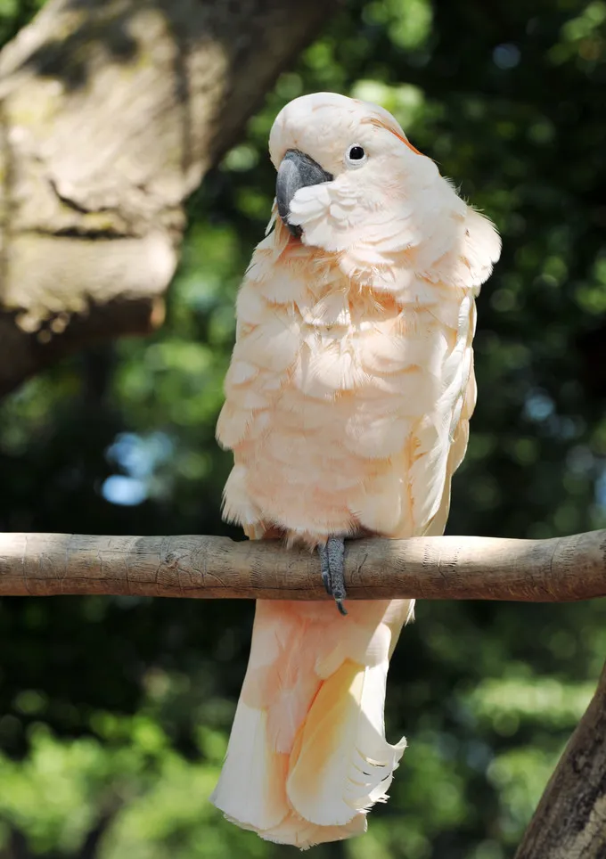 Cockatoo Body Language: The Complete Guide