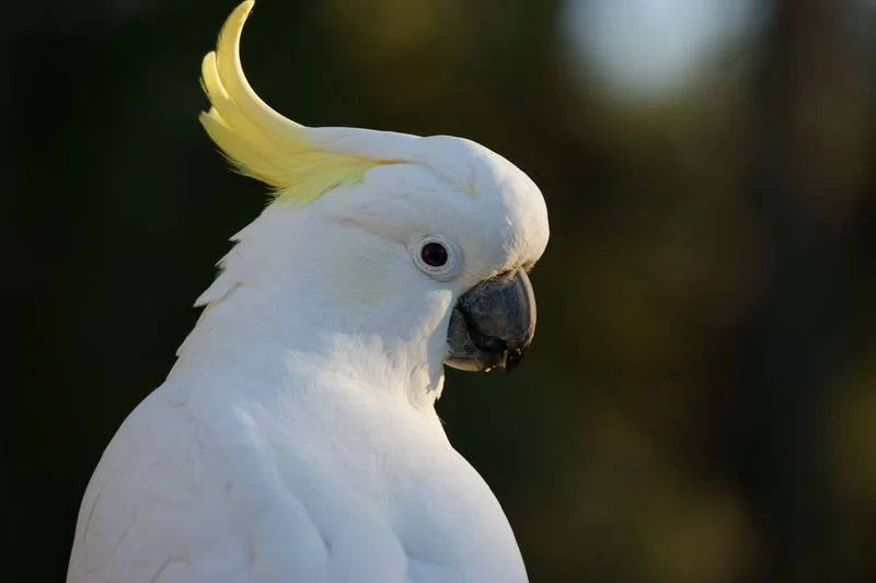 Cockatoo Body Language: The Complete Guide