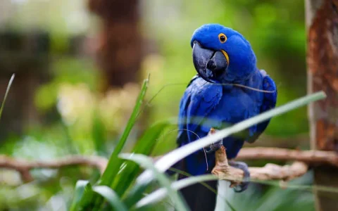 How Long Does a Blue Macaw Live?