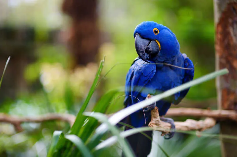 How Long Does a Blue Macaw Live?