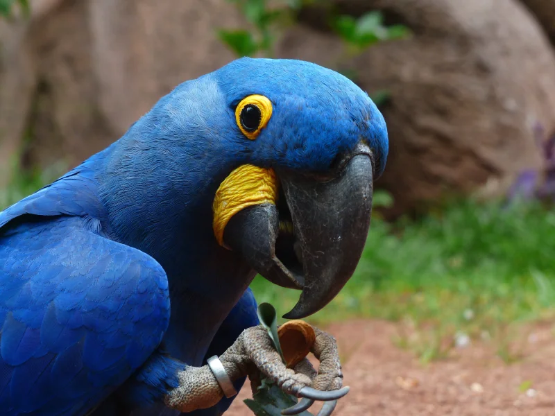 Is-the-Blue-Macaw-Extinct
