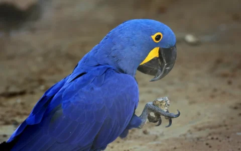 How Much Is a Blue Macaw?