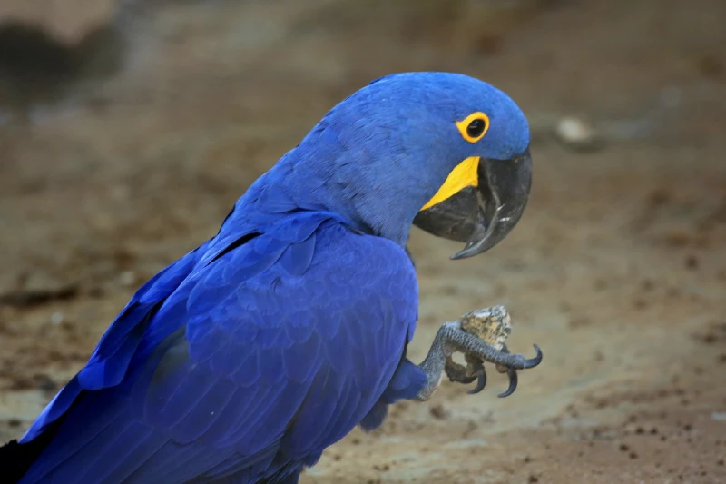 How-Much-Is-a-Blue-Macaw
