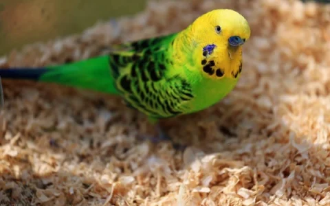 How Long Does a Budgerigar Live? A Complete Pet Owner’s Guide