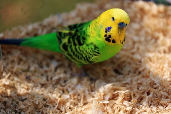 How-Long-Does-a-Budgerigar-Live