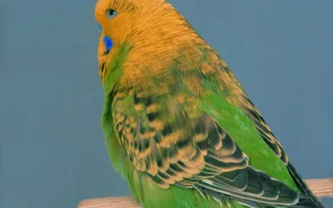 Are Budgerigars Good Pets? An Expert’s Guide