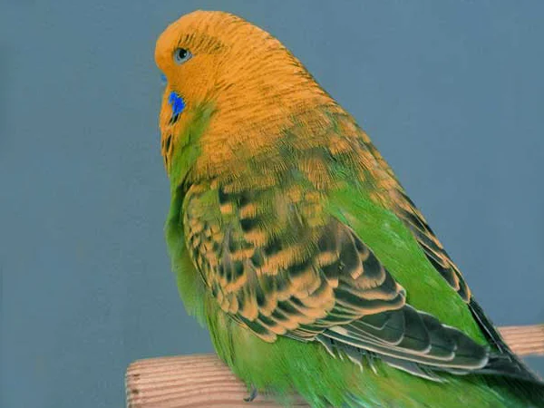 Are-Budgerigars-Good-Pets