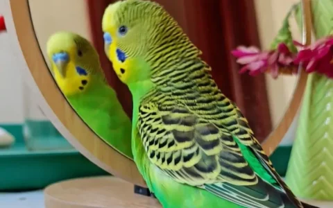 Budgerigar Body Language: The Complete Guide