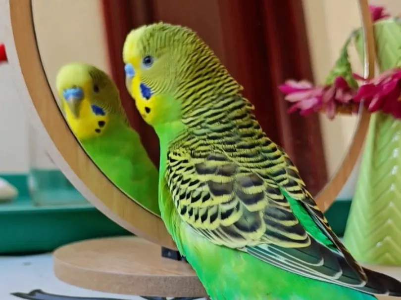 Budgerigar-Body-Language