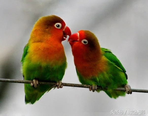 Can-a-Lovebird-Talk