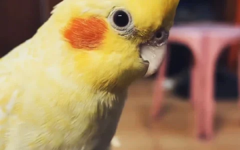 How to Tame a Cockatiel: An Step-by-Step Guide