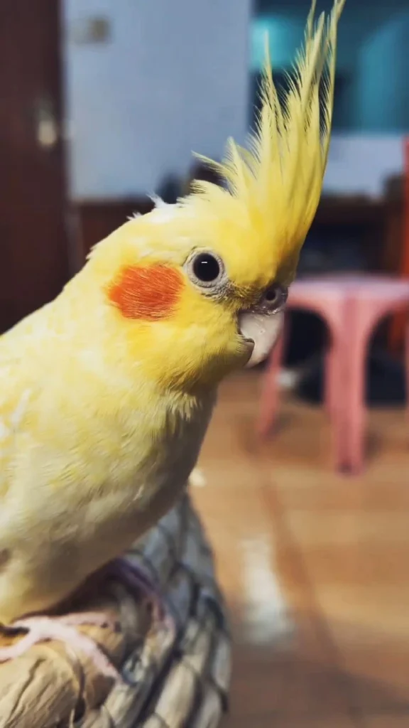 How-to-Tame-a-Cockatiel