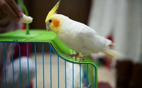 Is a Cockatiel a Cockatoo?