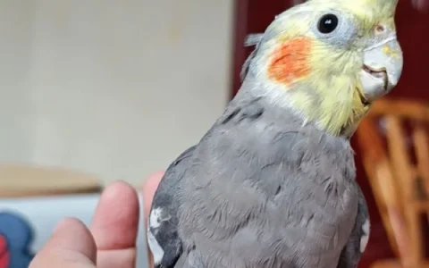How Long Can a Cockatiel Live? Lifespan & Care Guide