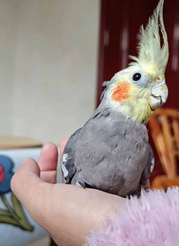 How Long Can a Cockatiel Live? Lifespan & Care Guide