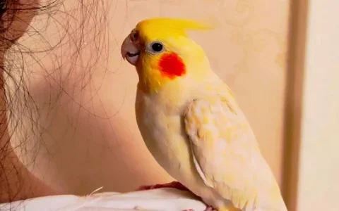 Can a Cockatiel Bird Talk?