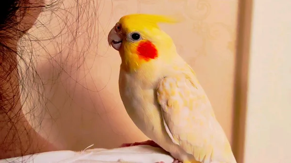 Can-a-Cockatiel-Bird-Talk