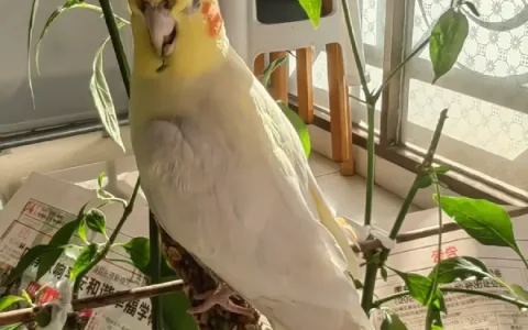 How Much Does a Cockatiel Cost?