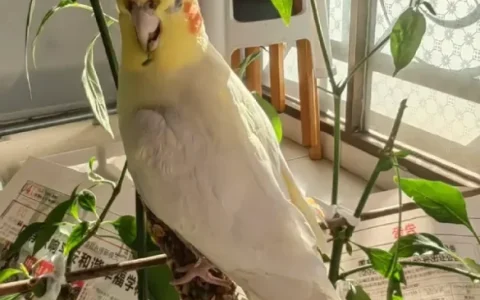 How Much Does a Cockatiel Cost?