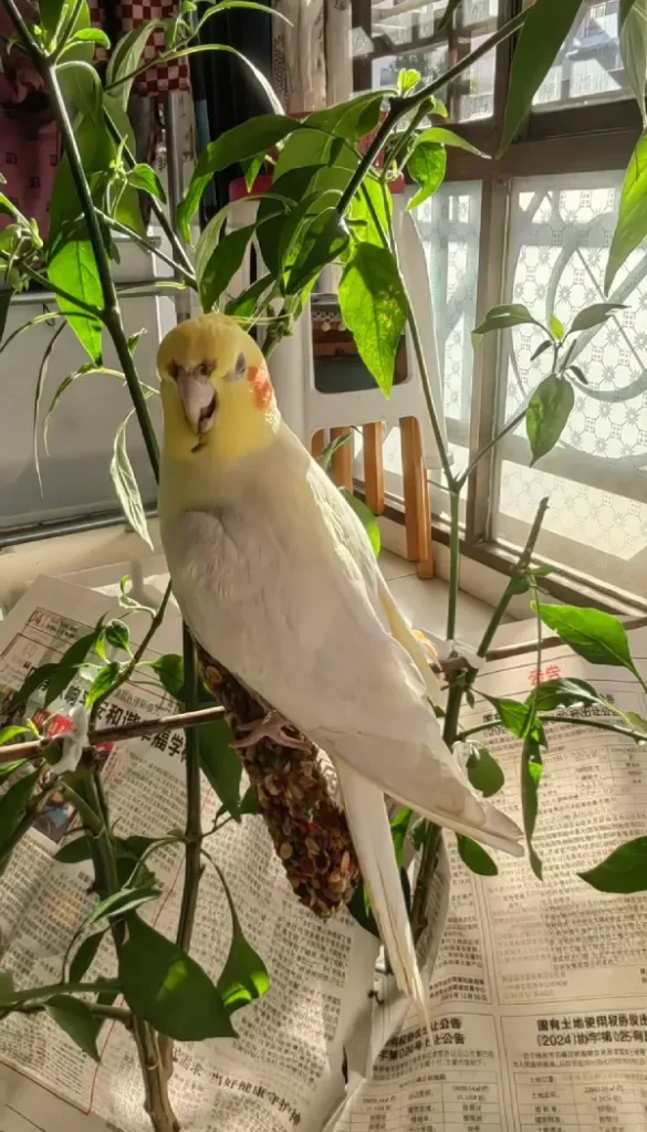How-Much-Does a-Cockatiel-Cost