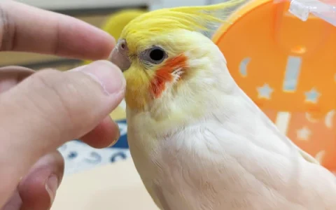 How to Tell Cockatiel Gender