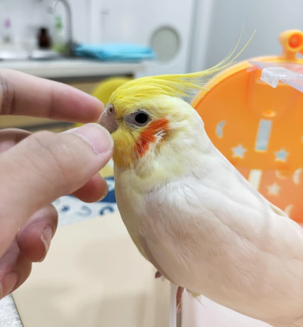 How-to-Tell-Cockatiel-Gender