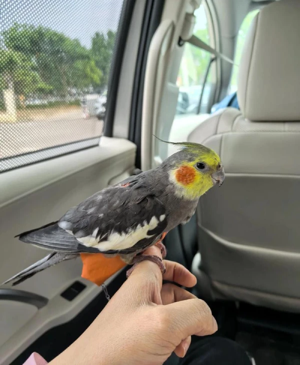 Where-Can-I-Buy-a-Cockatiel