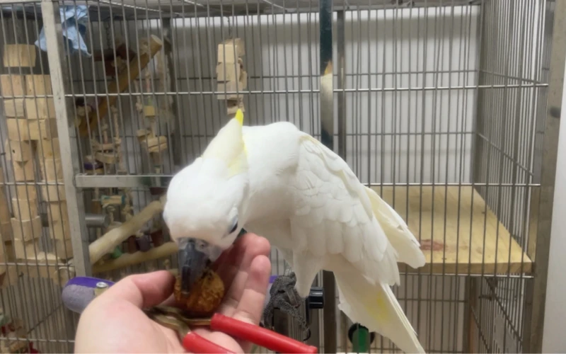 Cockatoo