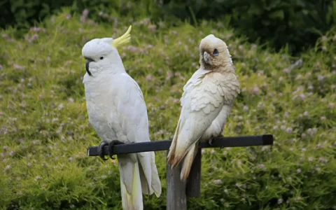 How Big Is a Cockatoo?