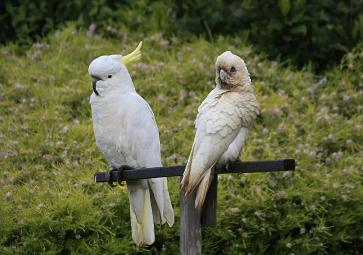 How-Big-Is-a-Cockatoo