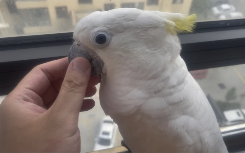 Cockatoo