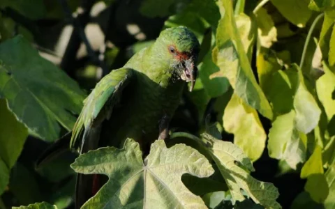 Are Conure Birds Good Pets? A Complete Guide