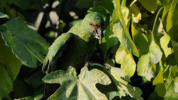 Are Conure Birds Good Pets? A Complete Guide