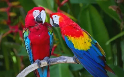Do Macaws Talk?