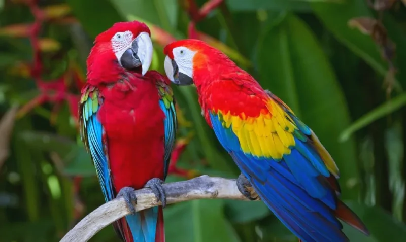 Do-Macaws-Talk