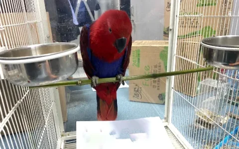 Can Eclectus Parrots Eat Raw Baby Spinach? A Complete Nutritional Guide
