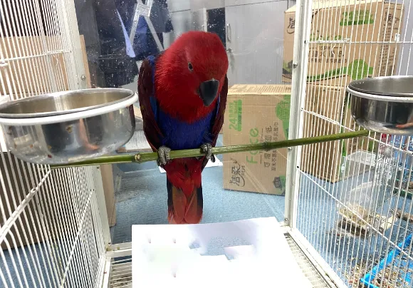 Can-Eclectus-Parrots-Eat-Raw-Baby-Spinach