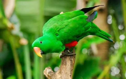 Can Eclectus Parrots Eat Kale? A Nutrition and Safety Guide