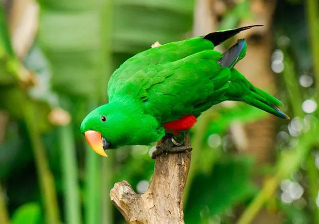 Can Eclectus Parrots Eat Kale? A Nutrition and Safety Guide