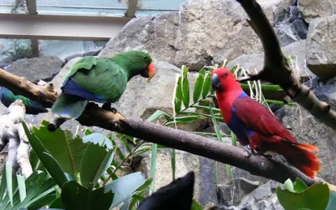 Why Does My Eclectus Parrot Scream? Understanding the Causes and Solutions