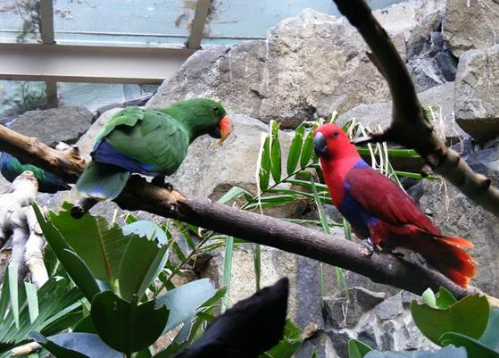 Why-Does-My-Eclectus-Parrot-Scream