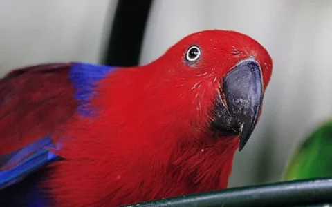 Can Eclectus Parrots Talk?