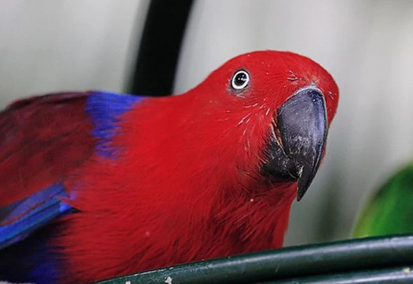 Can-Eclectus-Parrots-Talk