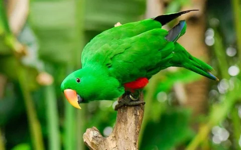 Where Can I Buy an Eclectus Parrot?