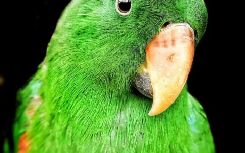 How to Train an Eclectus Parrot: An Guide to Building Trust and Success